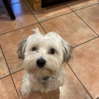 Jefferson Animal Hospital ico