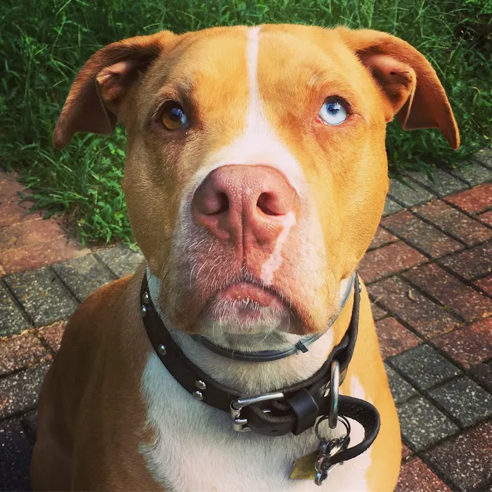 Jefferson Animal Hospital 9