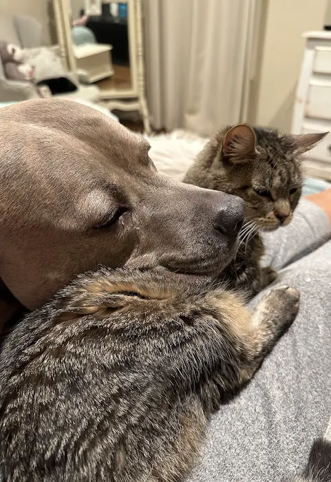 Jefferson Animal Hospital 6