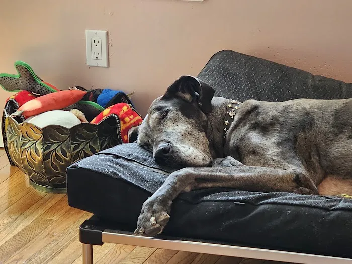 Jefferson Animal Hospital 3