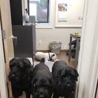 Roosevelt Animal Hospital ico