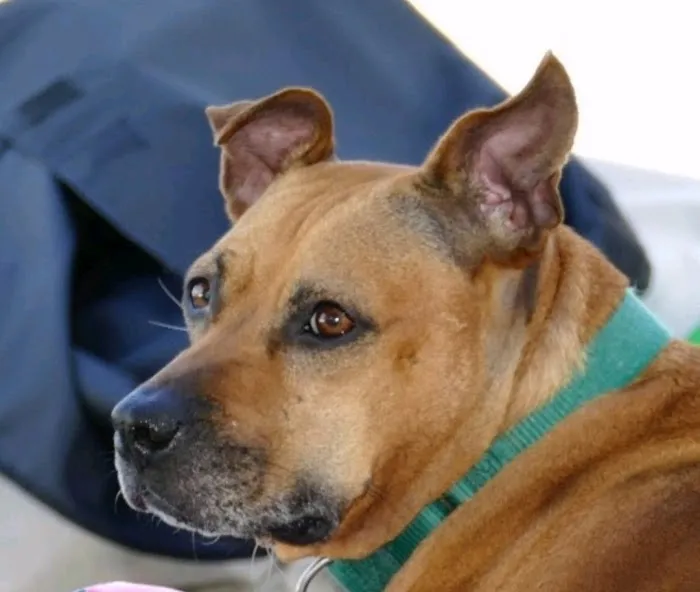 Suffolk Veterinary Group Animal Wellness & Laser Surgery Center 12