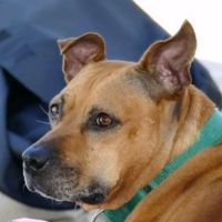 Suffolk Veterinary Group Animal Wellness & Laser Surgery Center ico