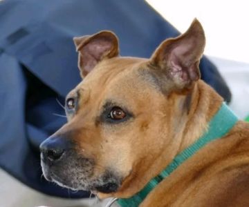 Suffolk Veterinary Group Animal Wellness & Laser Surgery Center