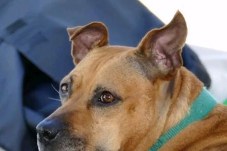 Suffolk Veterinary Group Animal Wellness & Laser Surgery Center