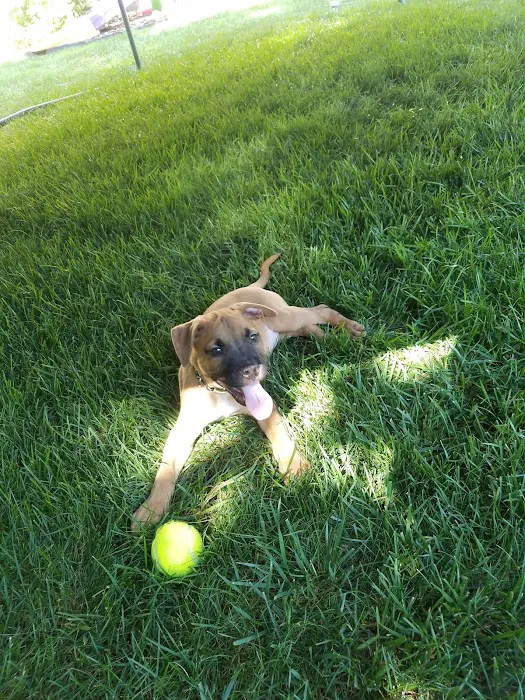 Suffolk Veterinary Group Animal Wellness & Laser Surgery Center 12