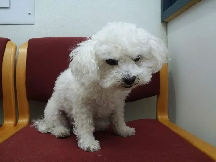 Suffolk Veterinary Group Animal Wellness & Laser Surgery Center 12