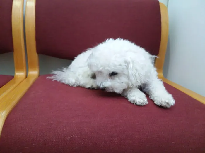 Suffolk Veterinary Group Animal Wellness & Laser Surgery Center 12