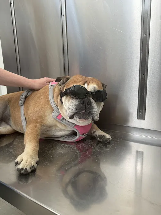 Suffolk Veterinary Group Animal Wellness & Laser Surgery Center 12