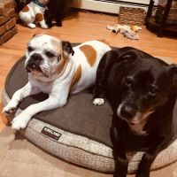 Affordable Vet Care of Brookhaven ico