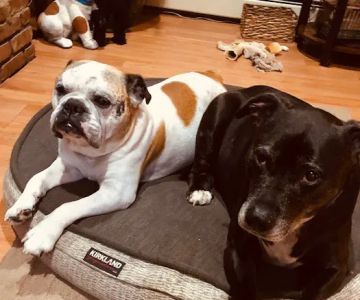 Affordable Vet Care of Brookhaven