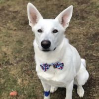 Mt Sinai Animal Hospital ico