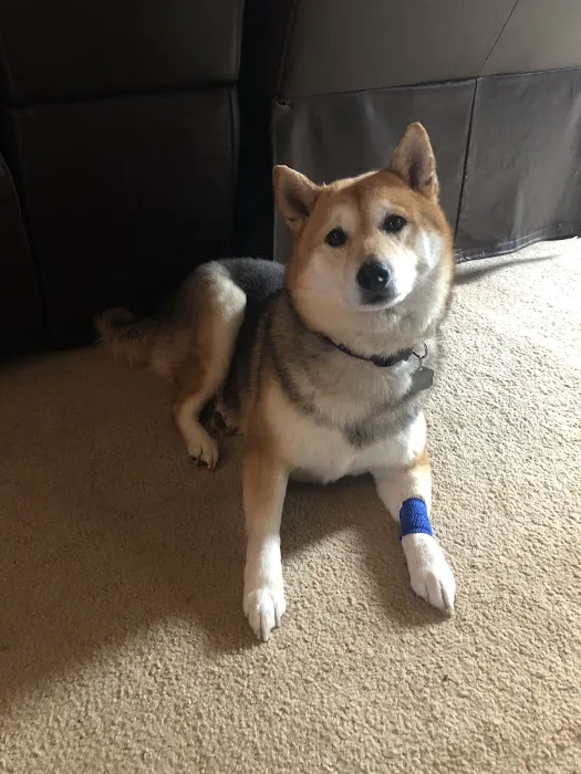 Mt Sinai Animal Hospital 12