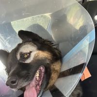Veterinary Eye Specialist of Long Island ico