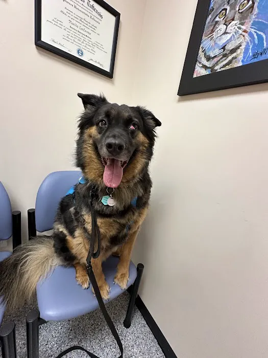 Veterinary Eye Specialist of Long Island 12