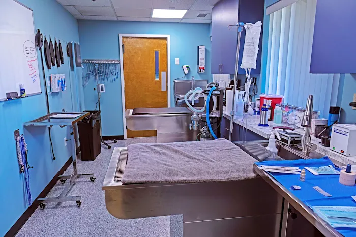 Veterinary Eye Specialist of Long Island 12