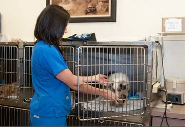 VCA Farmingville Animal Hospital 1