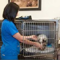 VCA Farmingville Animal Hospital ico