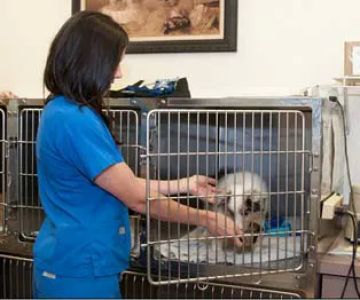 VCA Farmingville Animal Hospital