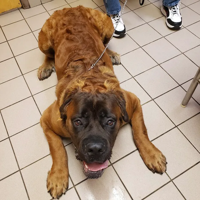 VCA Farmingville Animal Hospital 4