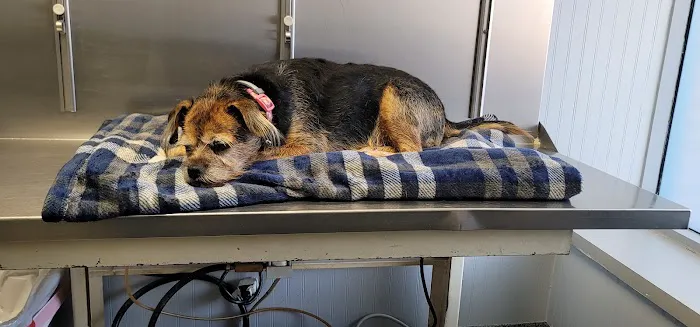 VCA Farmingville Animal Hospital 2