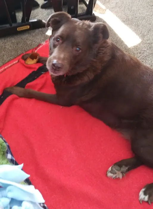 VCA Farmingville Animal Hospital 10