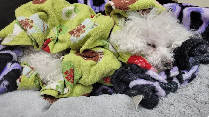 Middle Country Animal Hospital PC 12