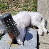 Middle Country Animal Hospital PC ico