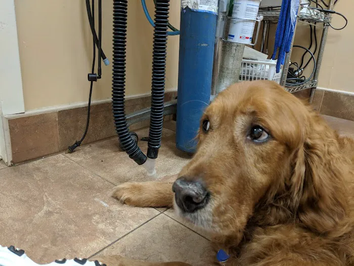 Middle Country Animal Hospital PC 12