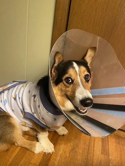 Animal Emergency Service 12