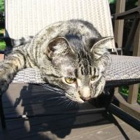 Animal Emergency Service ico