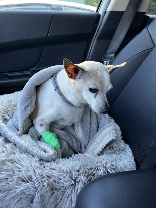 Animal Emergency Service 12