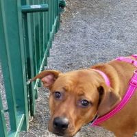 Island Veterinary Hospital ico