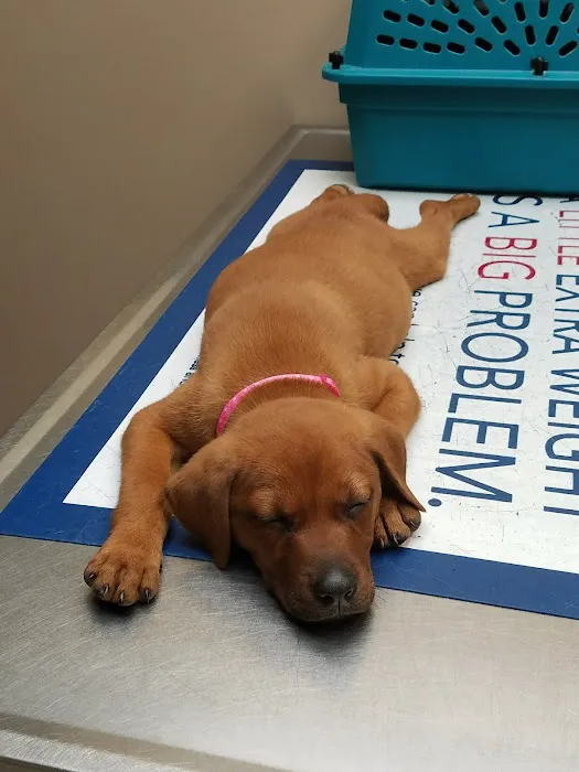 Island Veterinary Hospital 3
