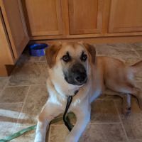 VCA Highlands Animal Hospital ico