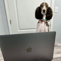 Harrison Animal Hospital ico