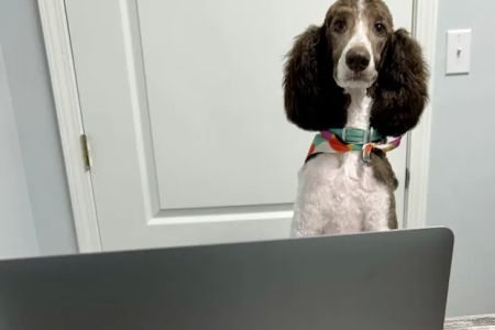 Harrison Animal Hospital