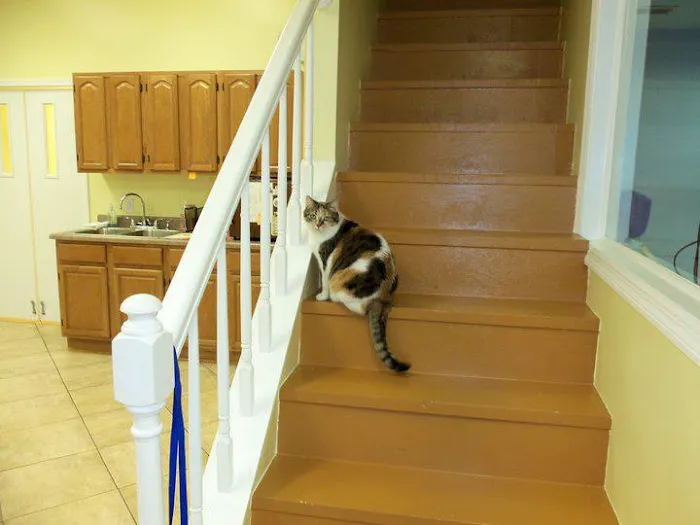 Mount Carmel Pet Hospital 1