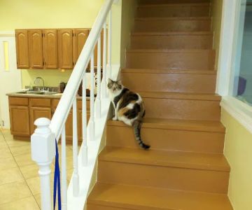 Mount Carmel Pet Hospital
