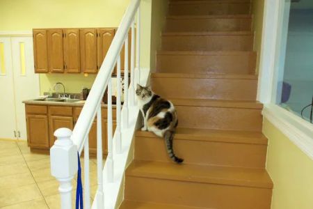 Mount Carmel Pet Hospital