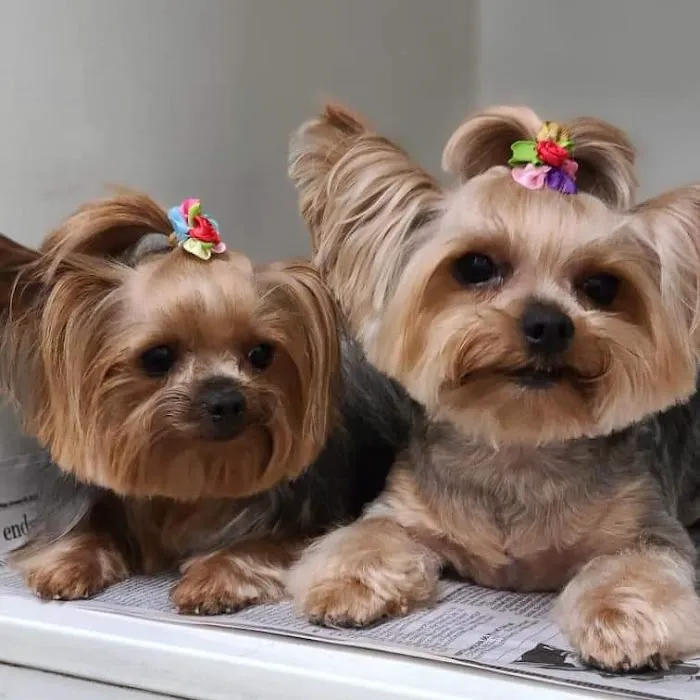 Mount Carmel Pet Hospital 8