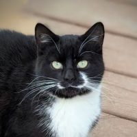 Meadowview Veterinary Urgent Care ico