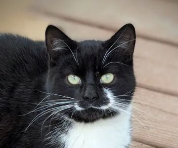 Meadowview Veterinary Urgent Care