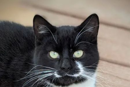 Meadowview Veterinary Urgent Care