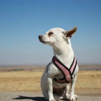 Ark Animal Hospital ico
