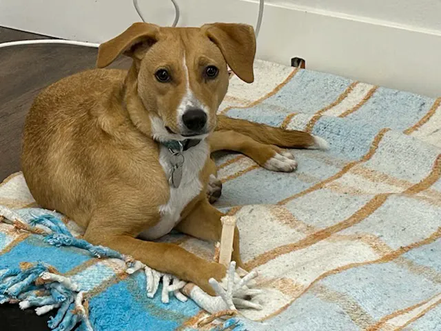 Ark Animal Hospital 6