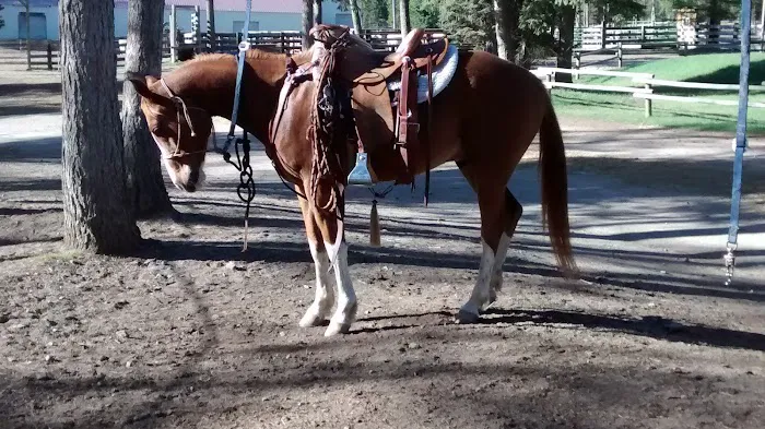 Murrieta Equine Associates 1