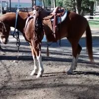 Murrieta Equine Associates ico