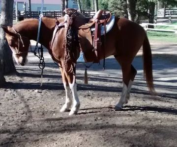 Murrieta Equine Associates