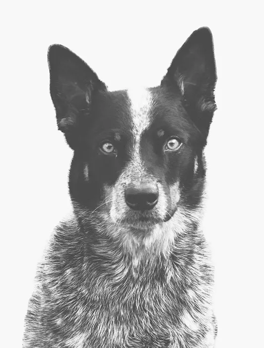 Serenity Holistic Vet 9